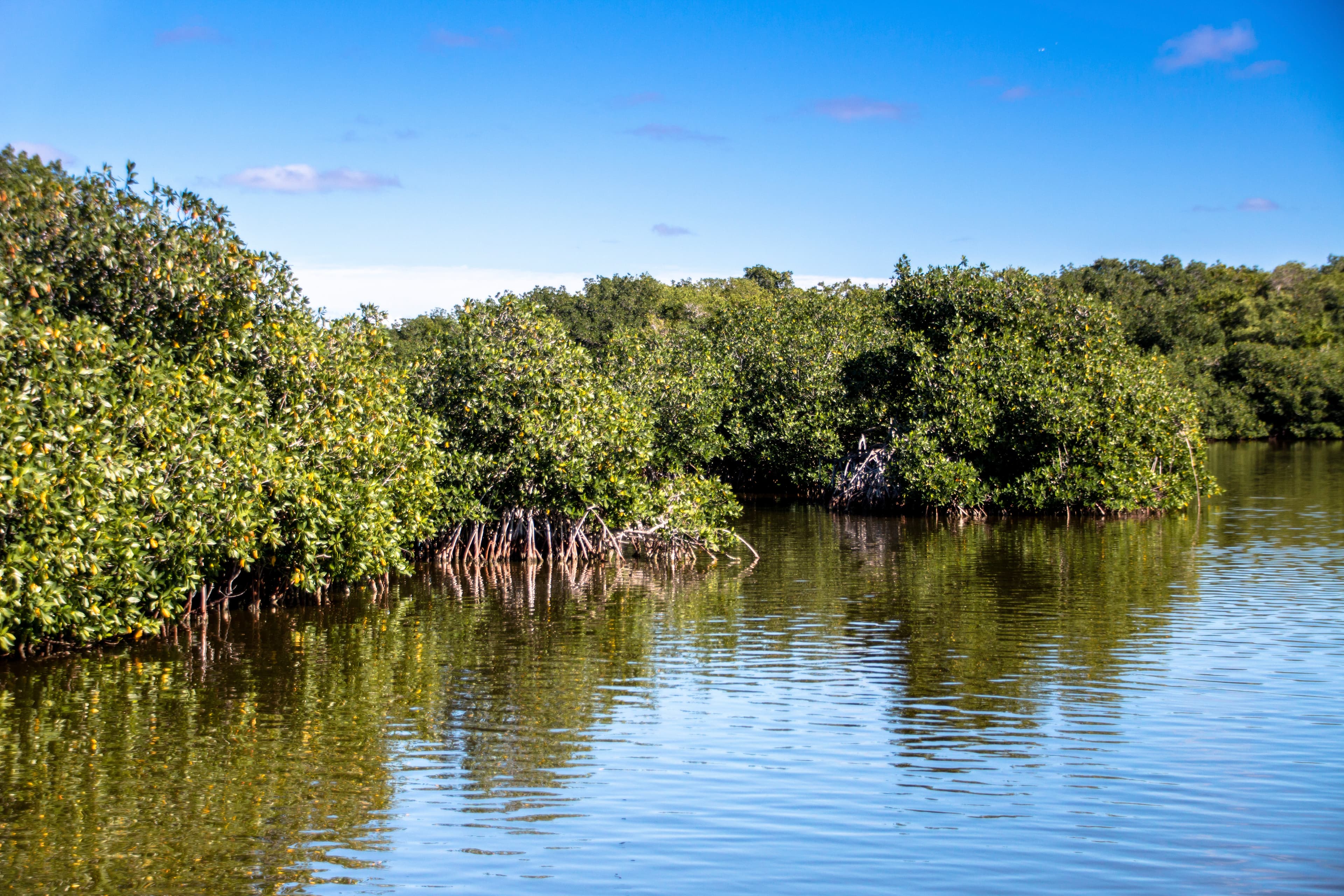 Mangrove