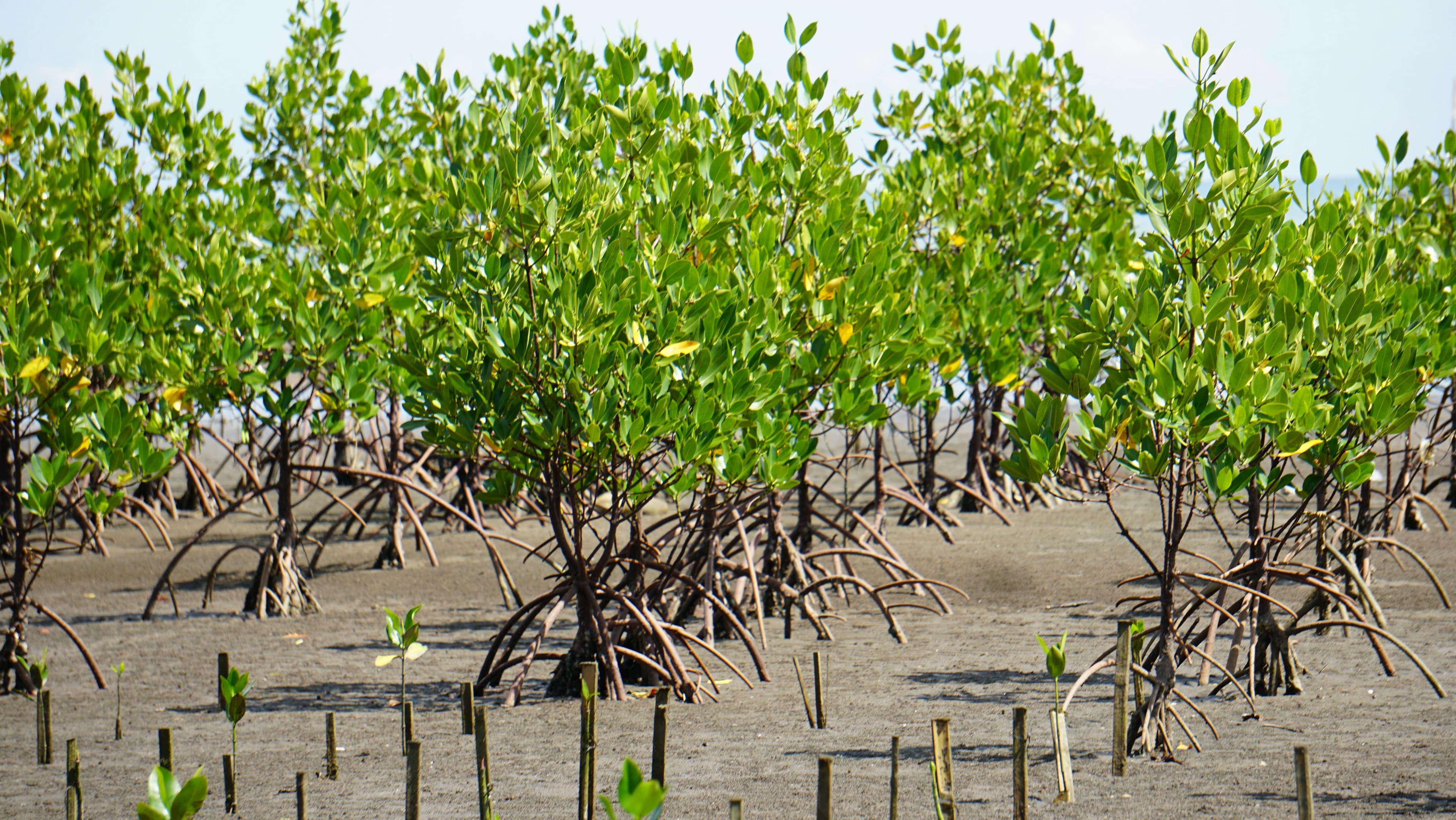 Mangrove